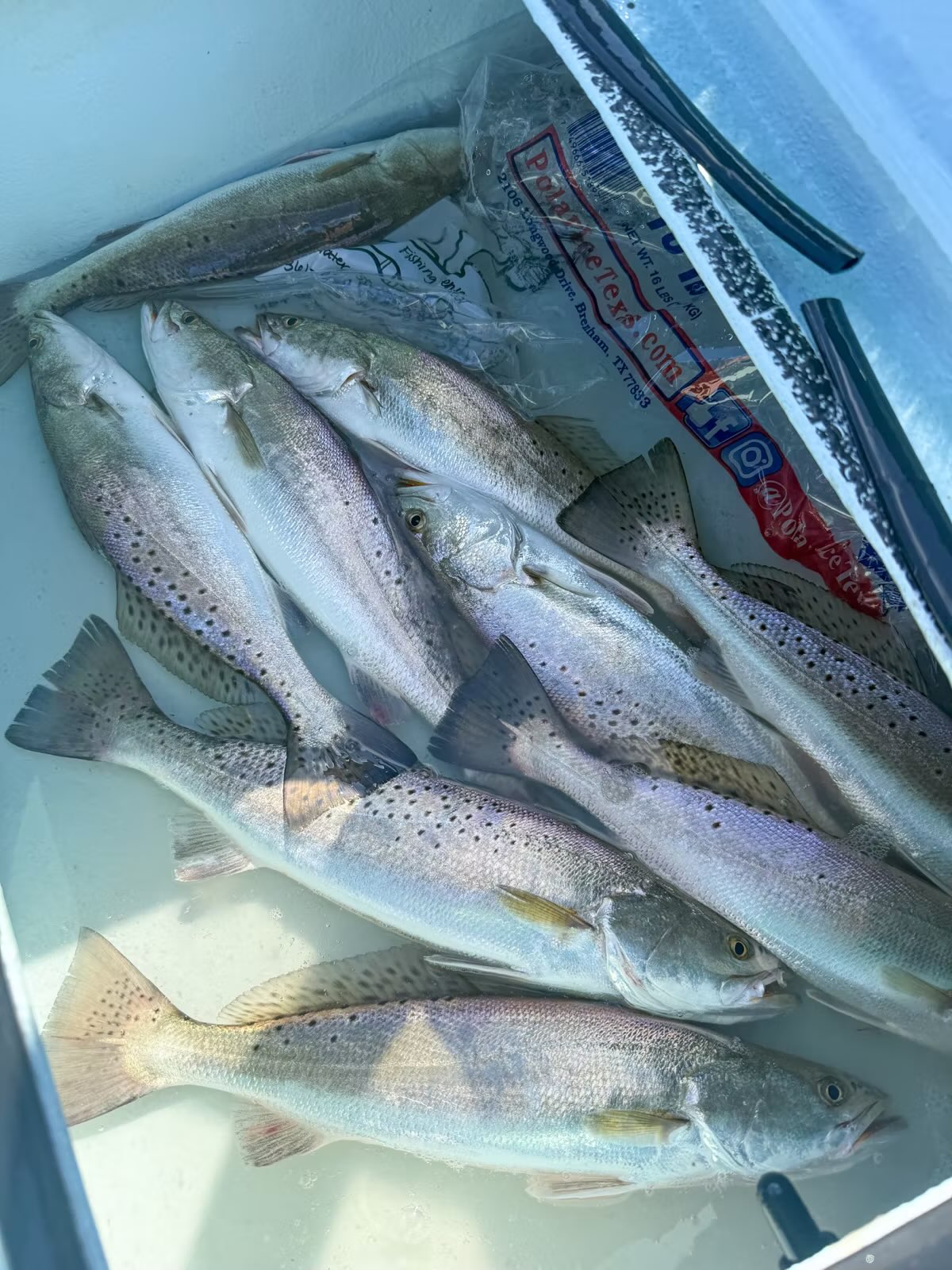 Speckled trout in a boat fish box after a Port O'Connor trip