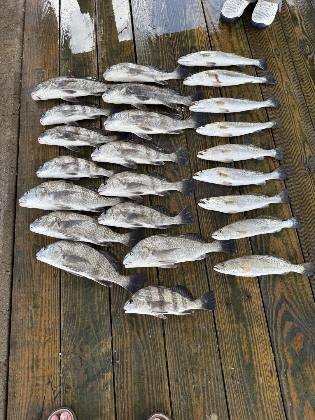 Black drum and speckled trout displayed after a Port O'Connor fishing trip